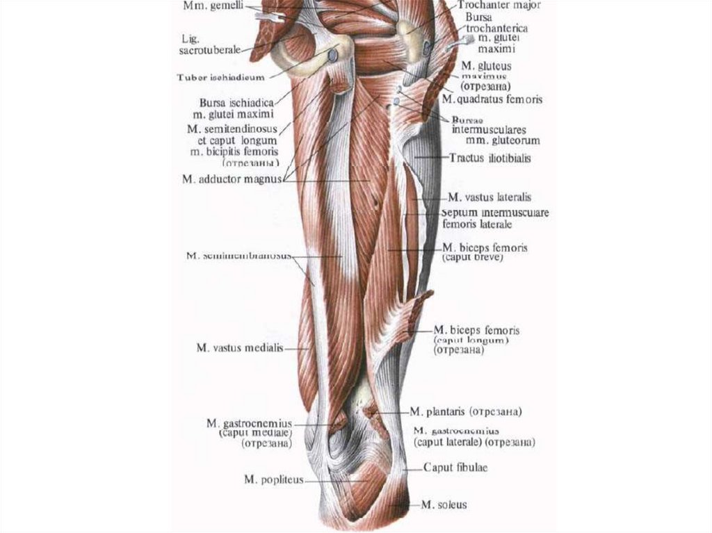 Мышцы таза и бедра анатомия в картинках и пояснениями