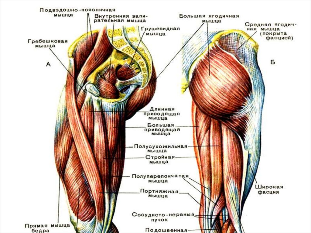 Мышцы нижней конечности сбоку