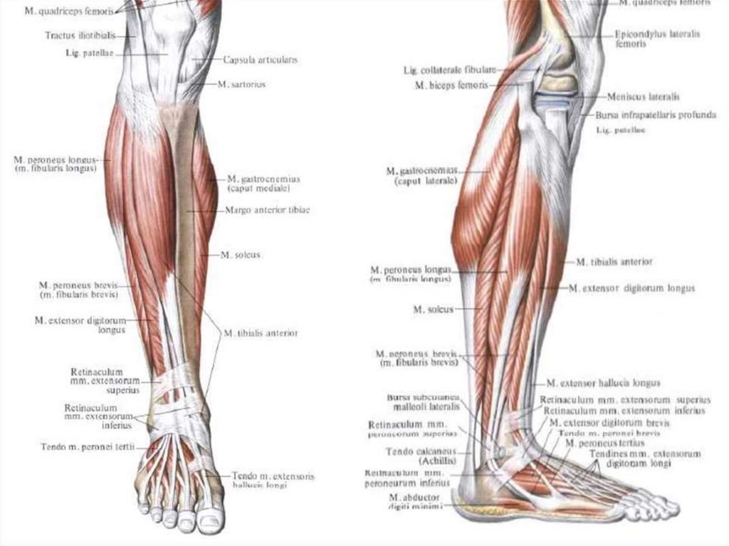 Мышцы нижней конечности вид спереди