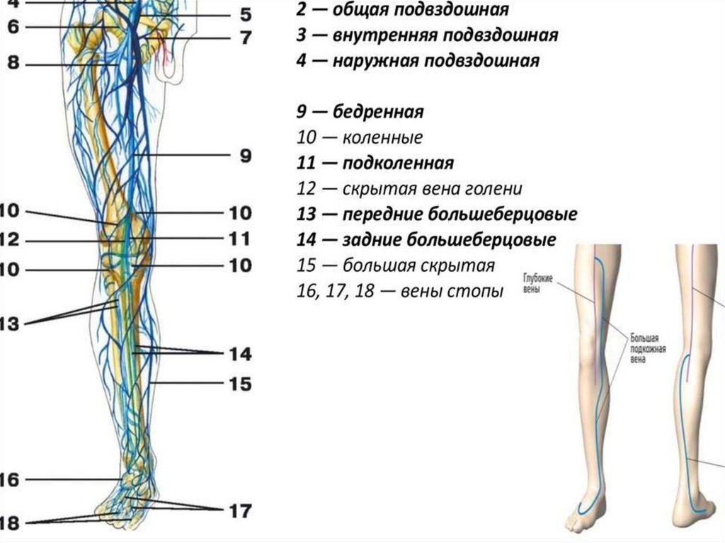 Крупные суставы нижней конечности