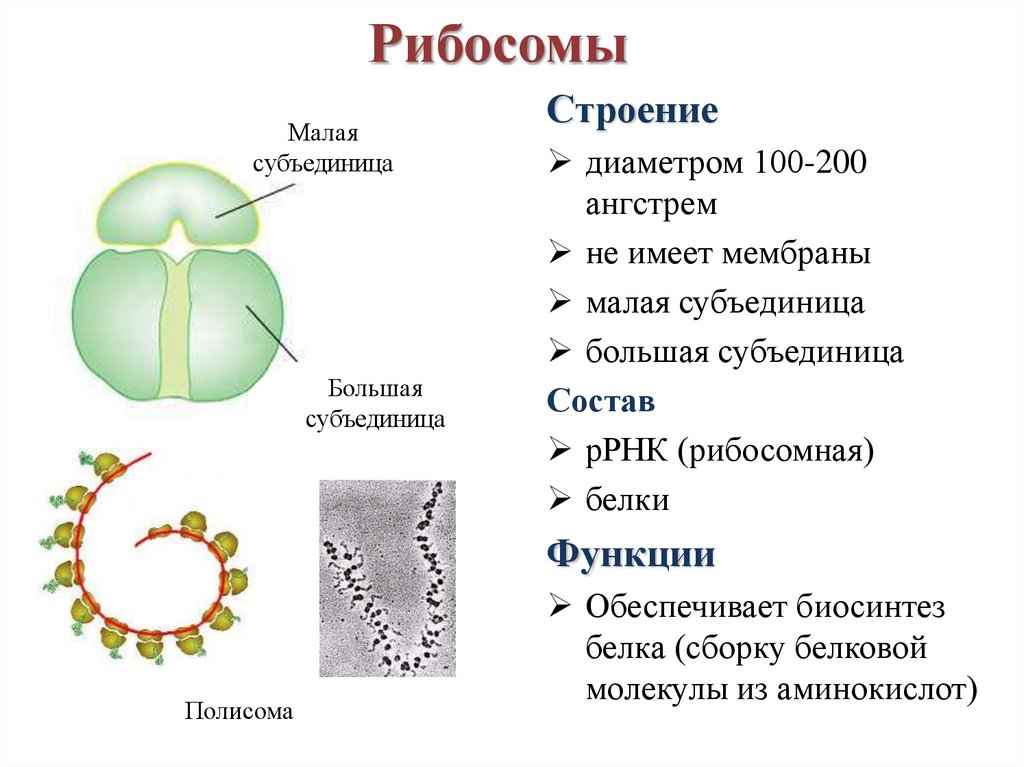 Клетка бактерий рибосомы. Рибосомы строение и функции эукариотической клетки. Строение клеточного рибосомы. Строение малой субъединицы рибосом. Рибосомы особенности строения и функции.