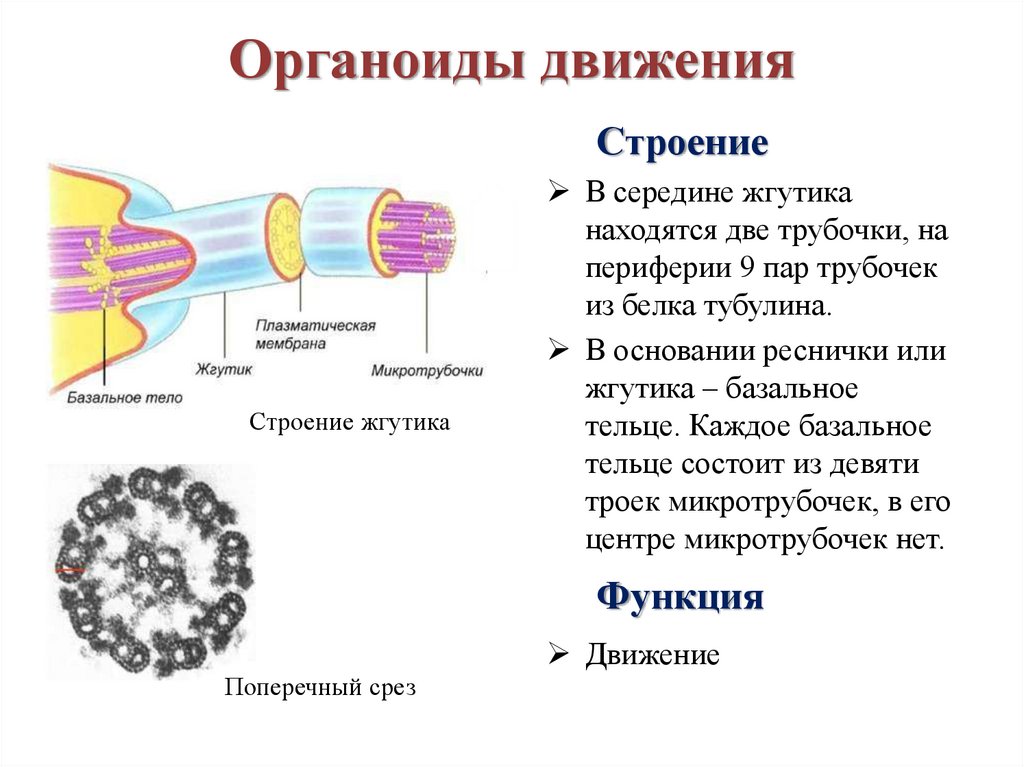 Клетки не имеющие жгутиков. Органоиды движения 10 класс биология. Строение и движение ресничек и жгутиков. Органоиды движения микротрубочки. Органоиды движения реснички строение и функции.