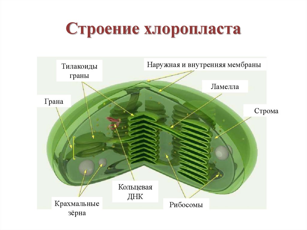 Какой цифрой обозначен хлоропласт ответ на рисунке