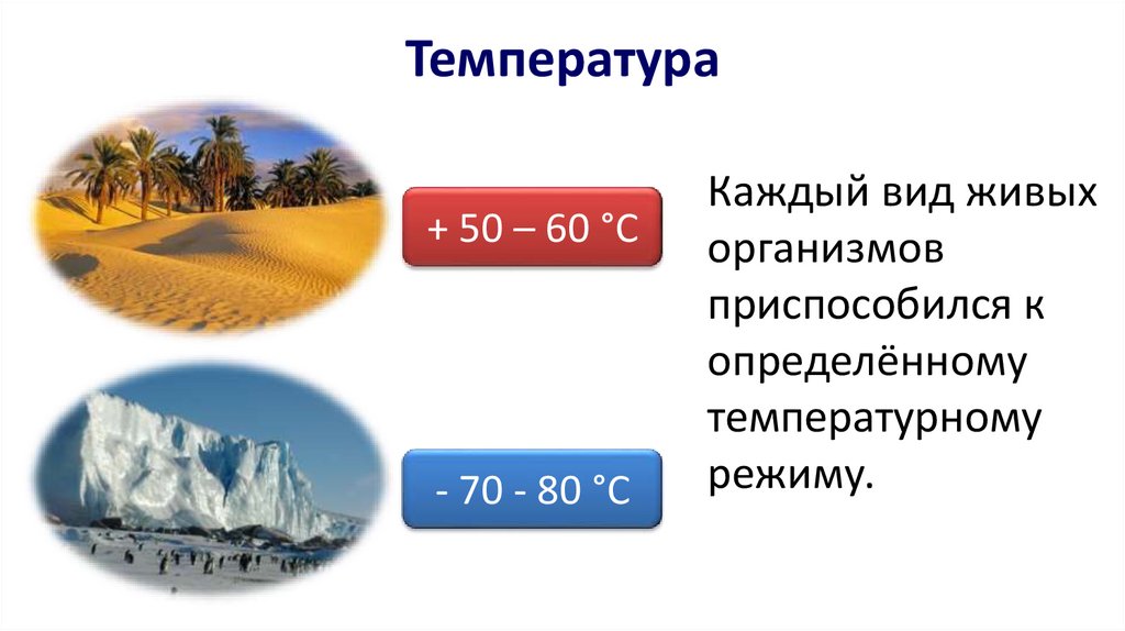 Температура каждый. Температура и живые организмы. Роль температуры в жизни организмов. Значение температуры для живых организмов. Значение температуры в жизни животных.