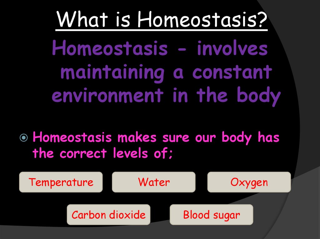 What is Homeostasis?