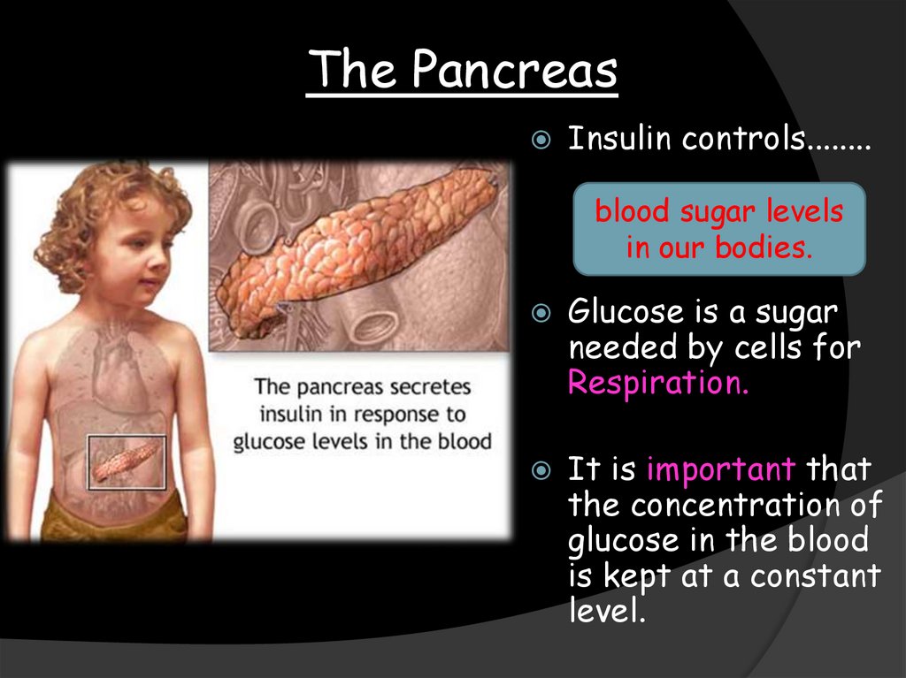 The Pancreas