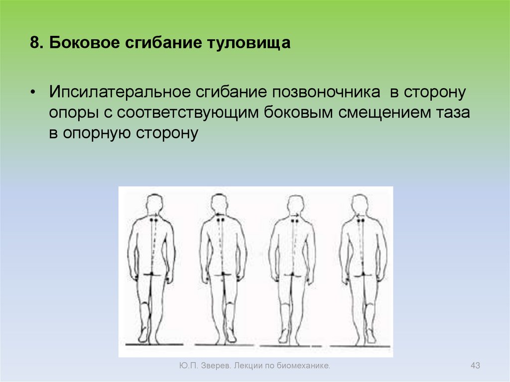 Максимальное сгибание туловища называется