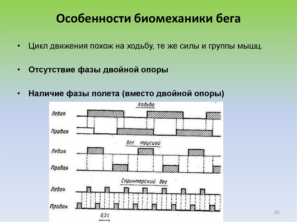 Цикл движений. Цикличность и периодизация в беге. Отсутствием фазы полета является.