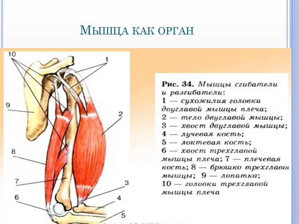 Мышца как орган