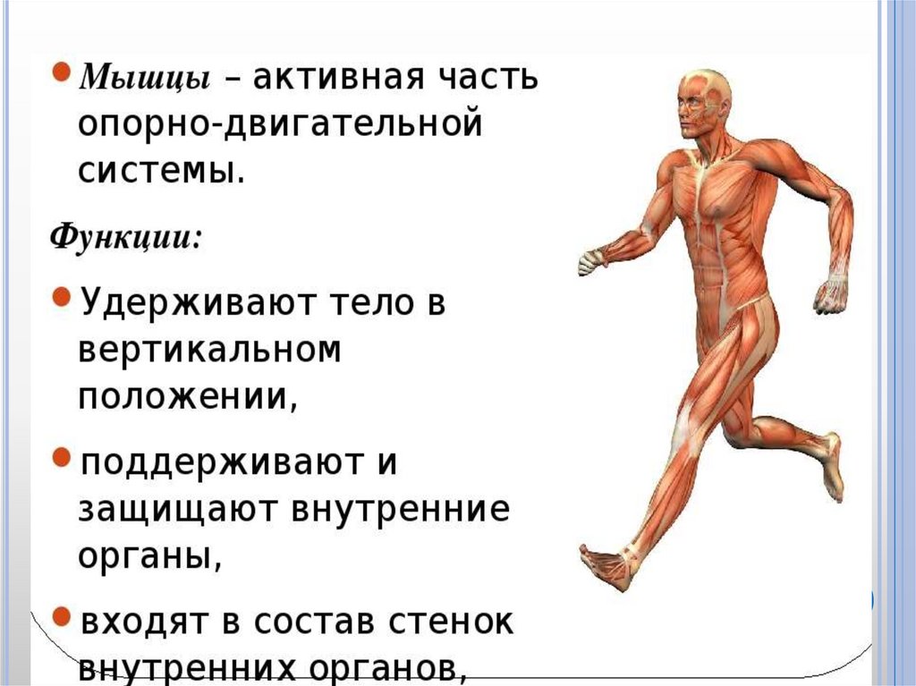 Назовите функции мышц. Органы мышечной системы и функции системы. Мышечная система строение и функции. Мышцы тела человека. Мышечная система мышцы.