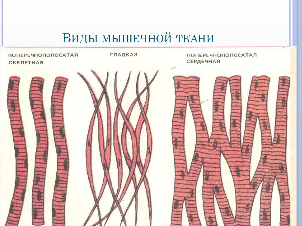 Виды мышечной ткани