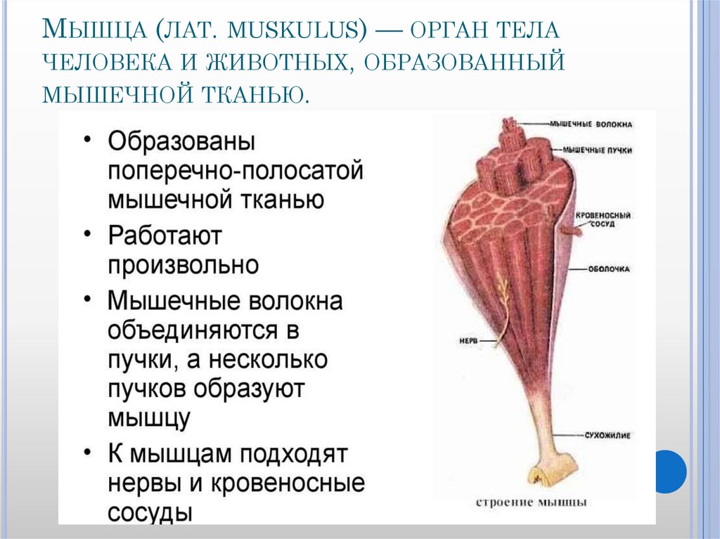 Строение мышцы как органа. Сосочковые мышцы образованы. Мышцы образующие диафрагму рта.