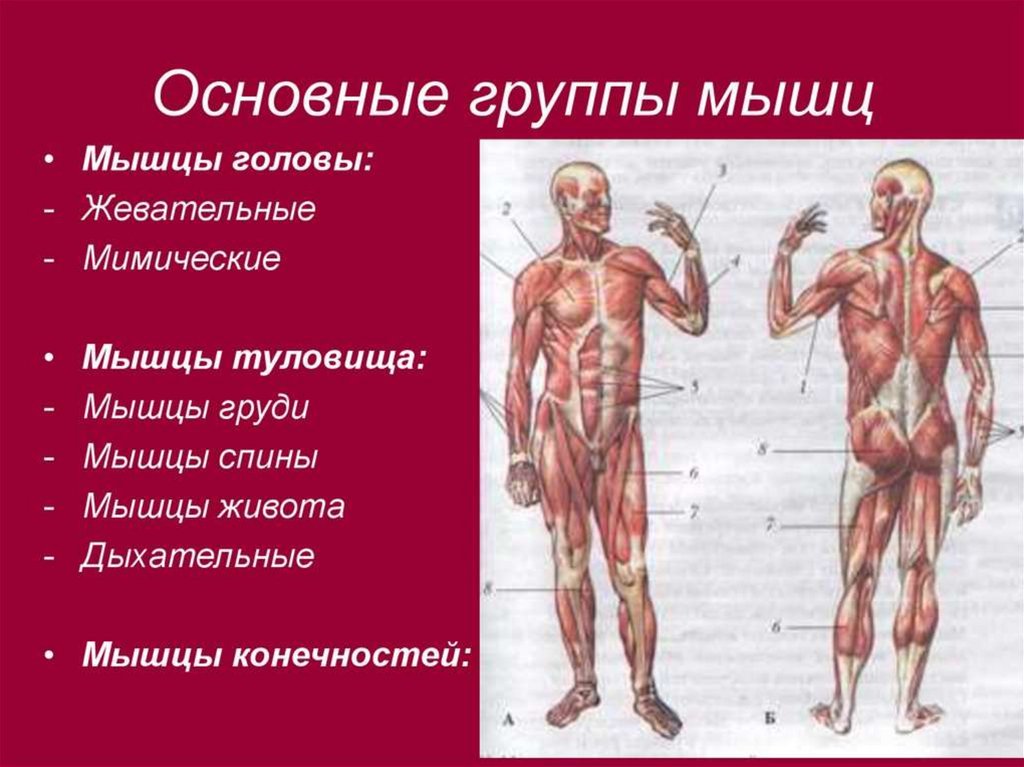 Мышечная система человека презентация