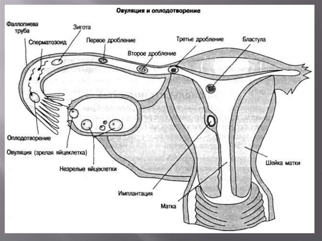 Как происходит оплодотворение и зачатие по дням. Матка оплодотворение схема. Процесс оплодотворения яйцеклетки схема. Процесс овуляции схема. Процесс оплодотворения женщины схема.
