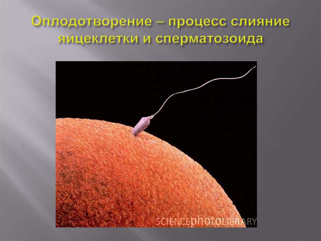 Оплодотворение – процесс слияние яйцеклетки и сперматозоида