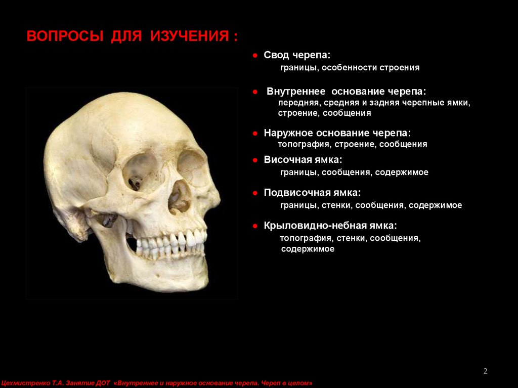 Свод и основание черепа. Свод черепа и основание черепа. Граница между сводом и основанием черепа. Граница свода и основания черепа. Лабораторное занятие 4 череп в целом лицевая.