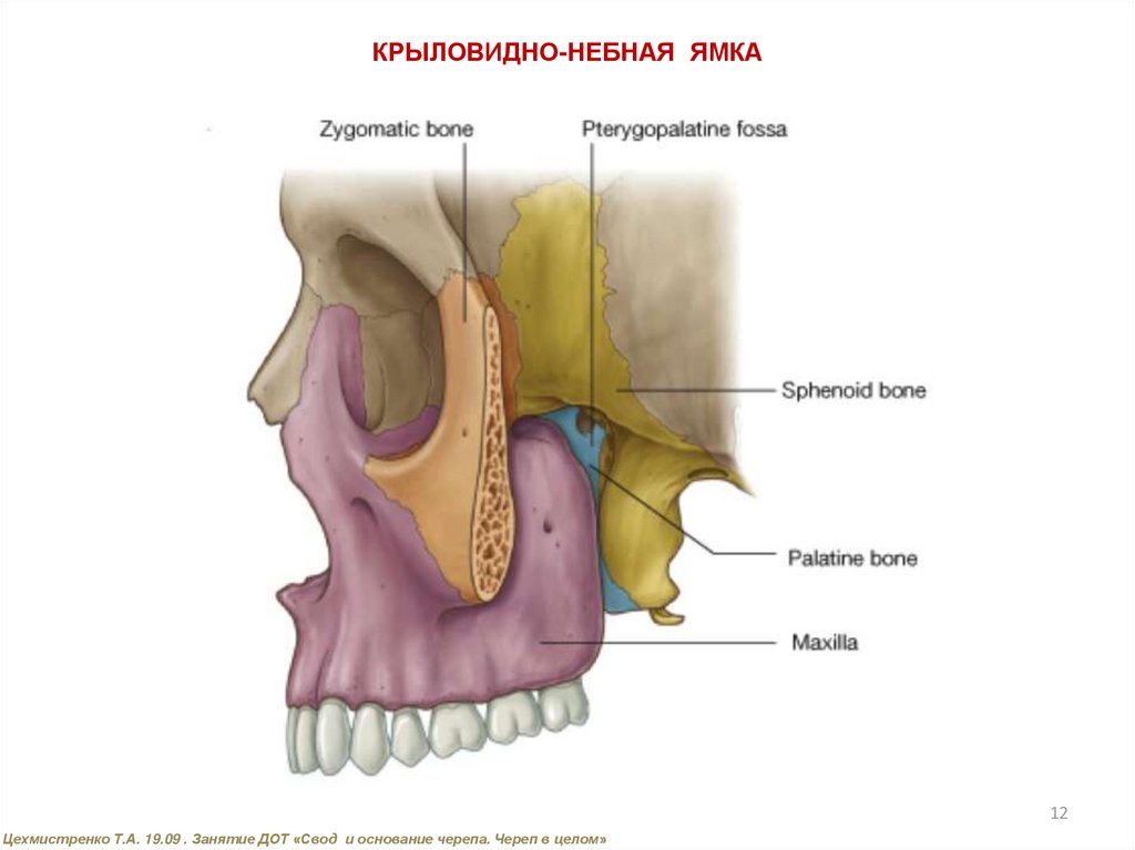 Медиальная стенки крыловидно небной ямки образована. Fossa pterygopalatina анатомия. Fossa pterygopalatina стенки. Fissura pterygomaxillaris. Крыловидно-небная ямка(Fossa pterygopalatina).