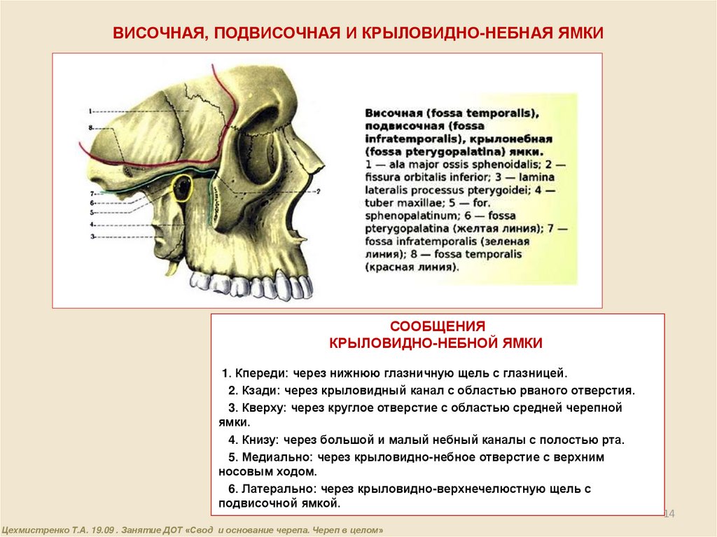 Сообщения крыловидно небной ямки. Подвисочная ямка черепа. Под височное ямка черепа. Ямки черепа височная подвисочная крылонебная. Подвисочную ямку - Fossa infratemporalis.