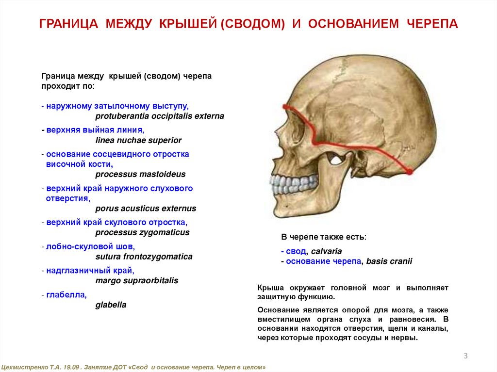 Основание черепа где. Граница свода и основания черепа анатомия. Условная граница между сводом и основанием черепа. Свод и основание черепа анатомия. Свод черепа и основание черепа.