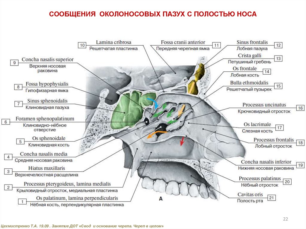 Гипофиз расположен в полости черепа. Носовая полость черепа. Череп в целом носовая полость. Свод основание и полость черепа.