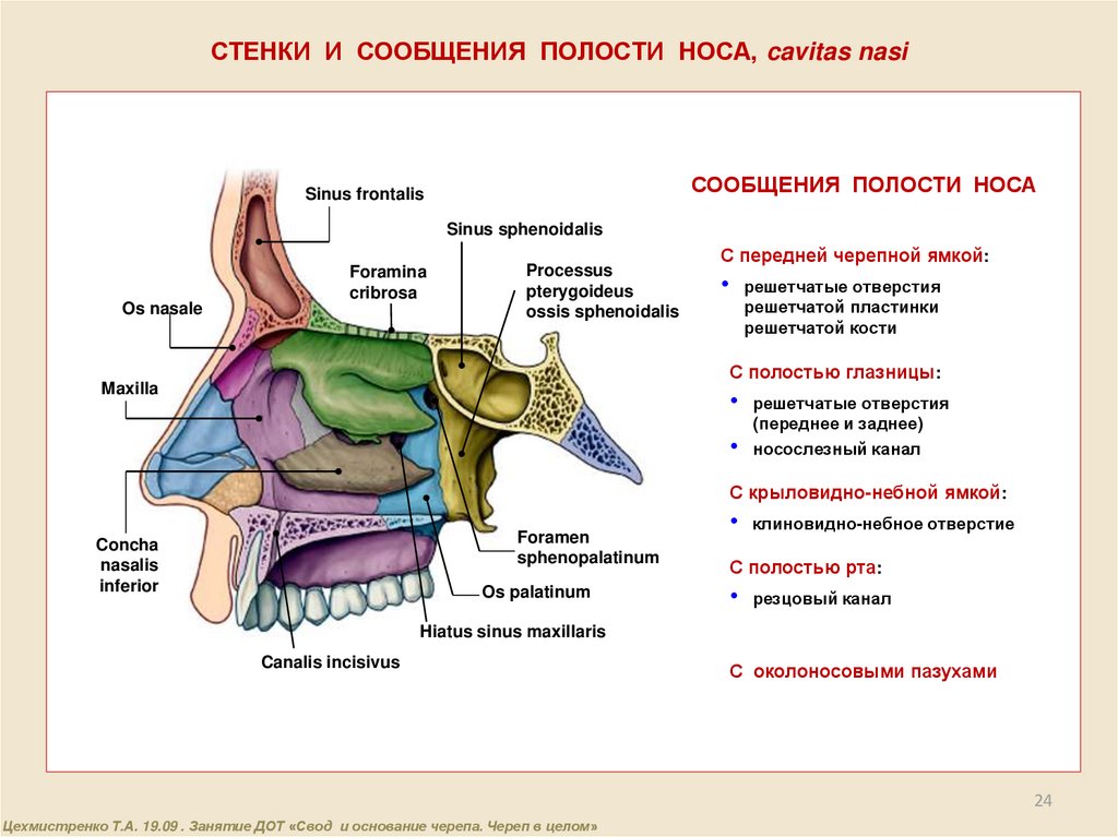 Полость носа на латинском