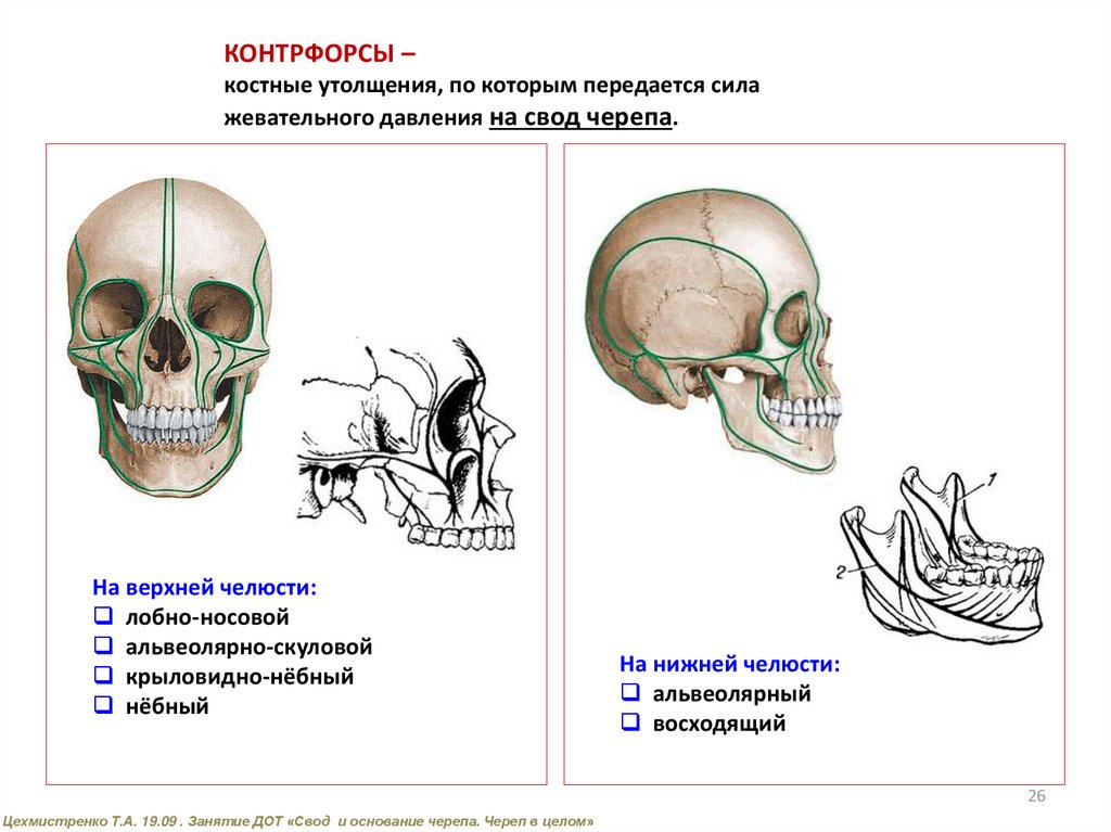 Схема контрфорсов анатомия