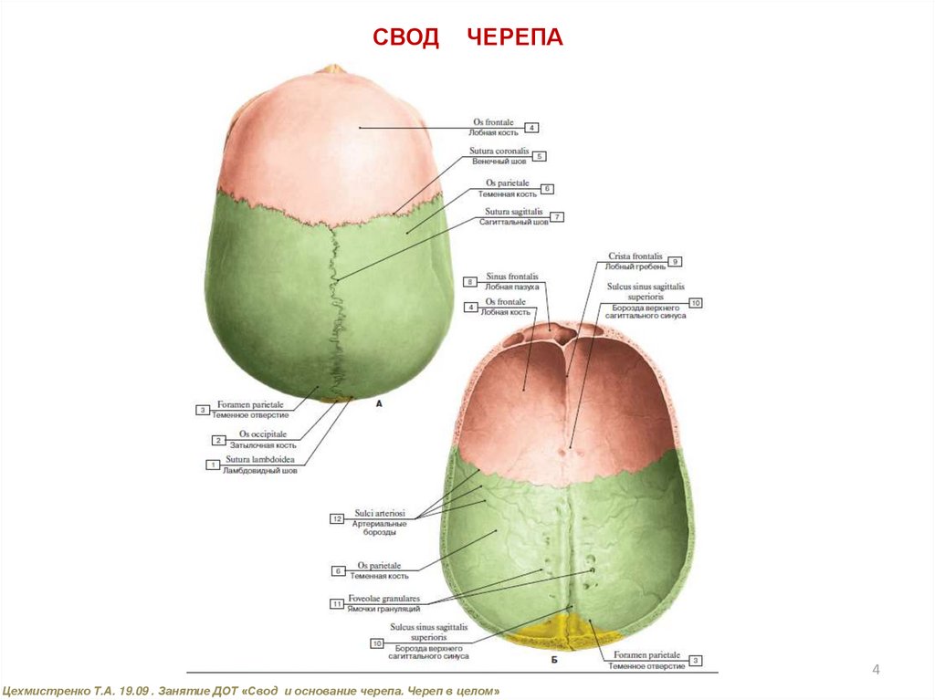 Свод черепа это где фото