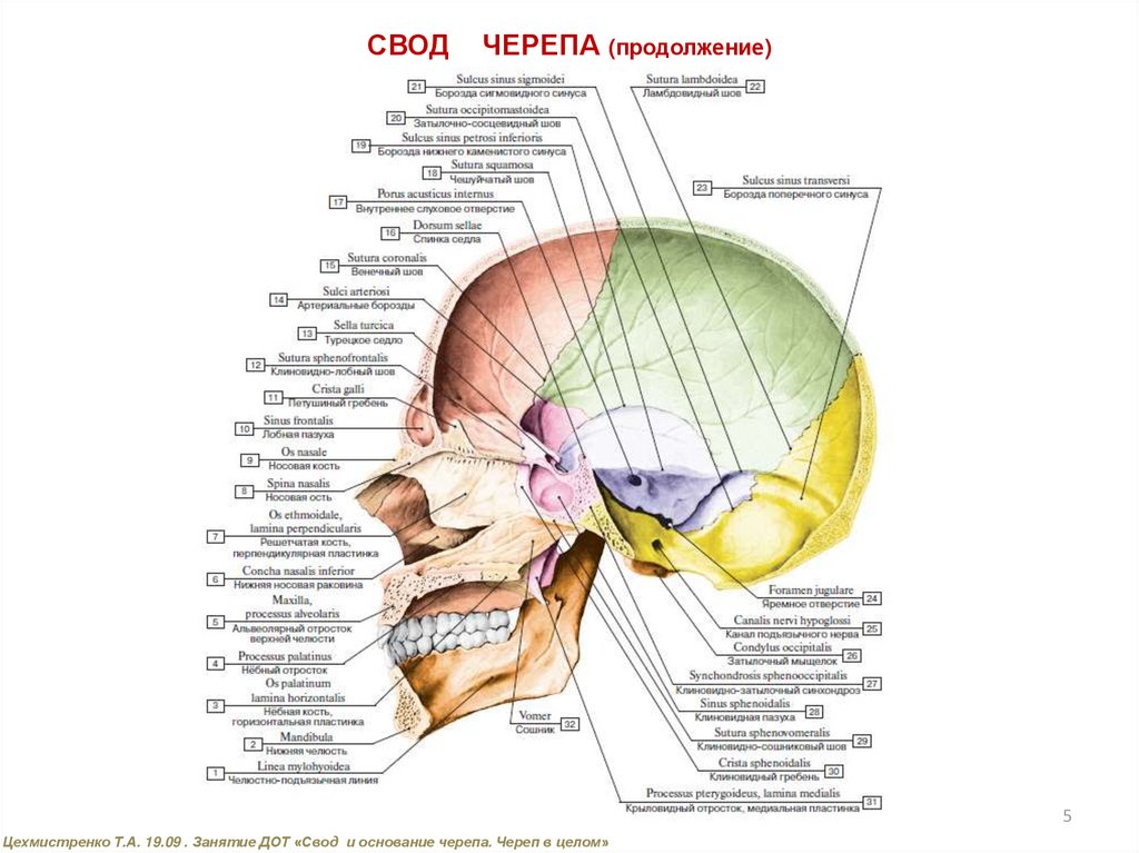 Слои свода. Кости, образующие свод мозгового черепа. Кости свода и основания черепа. Кости свода мозгового отдела черепа. Кости образующие свод и основание черепа.