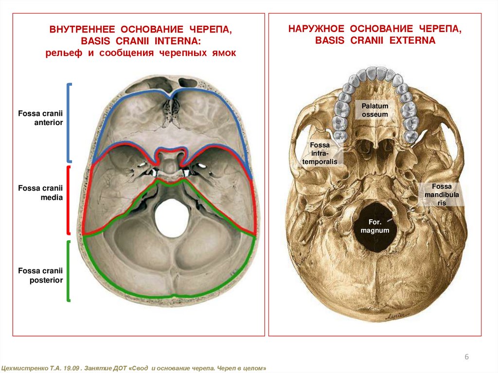 Основание черепа схема