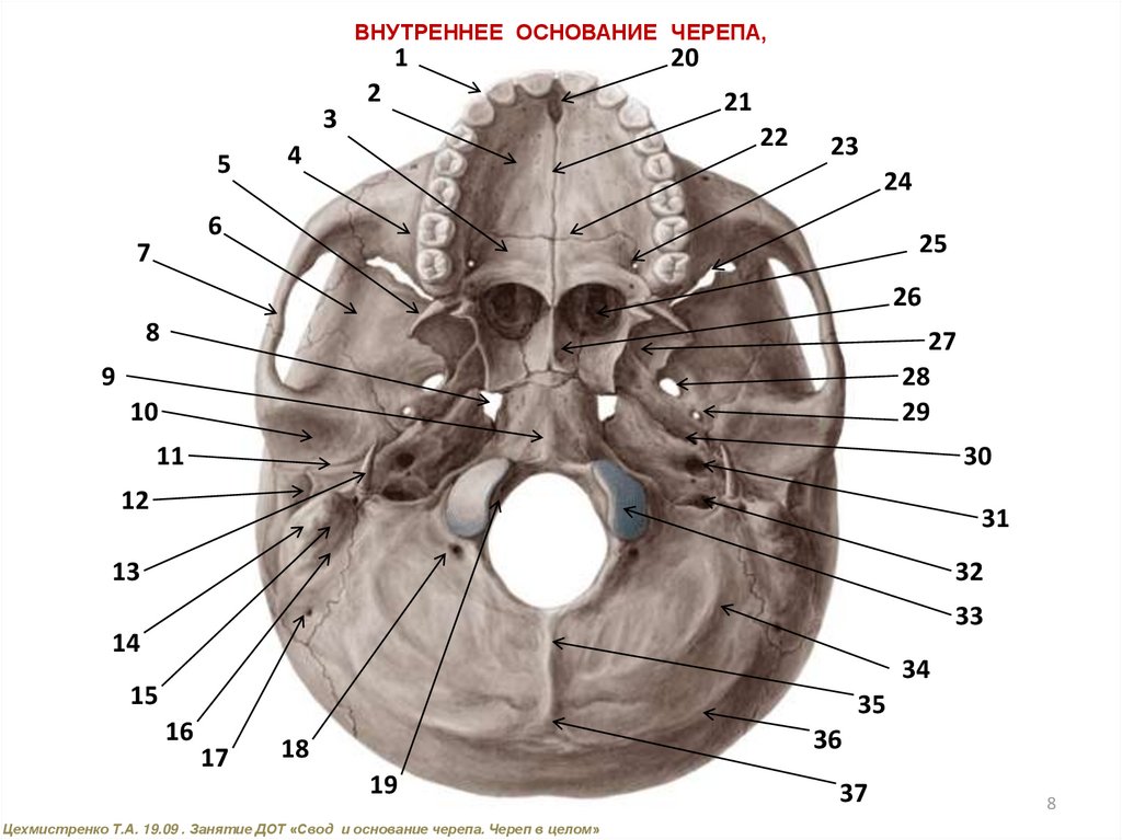 Основание черепа схема