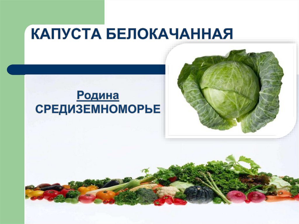 Капустные овощи таблица. Переработка капусты и овощей. Презентация овощи и блюда из него. Значение овощей в питании человека. Капуста Родина Средиземноморье история.