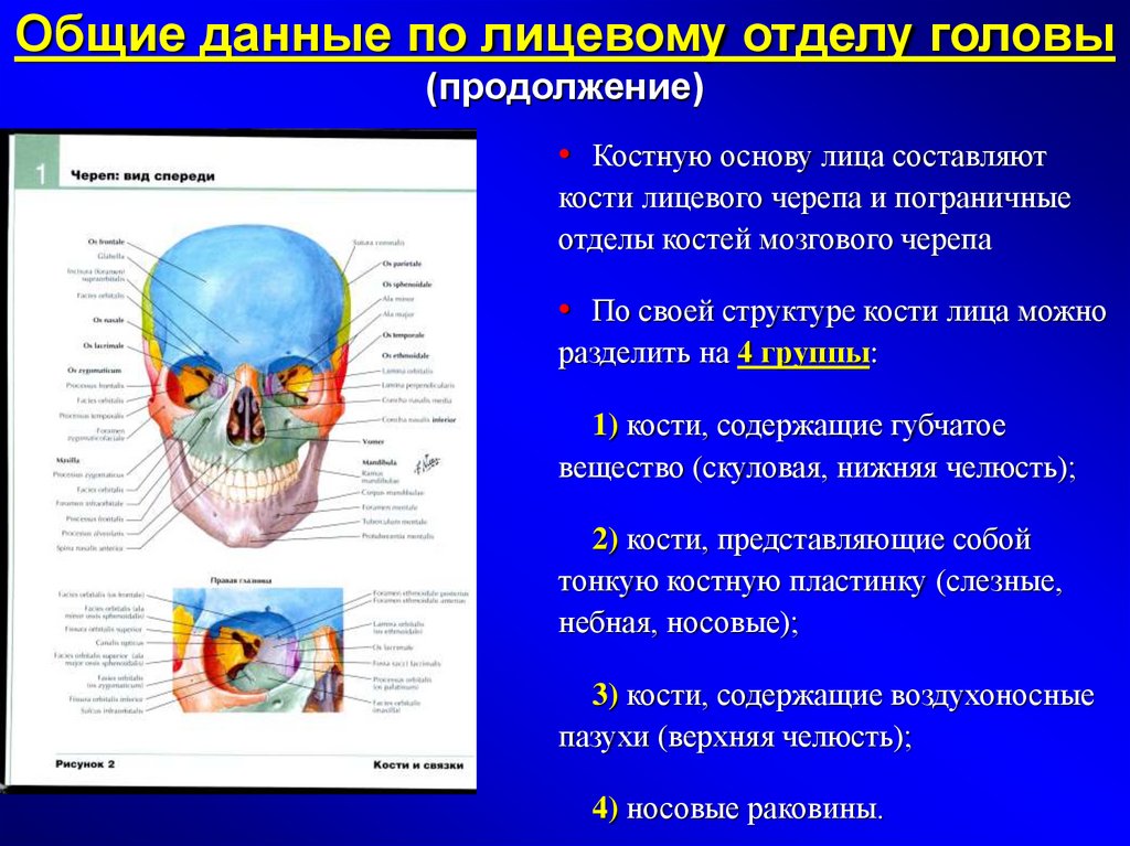 Функции отдела череп