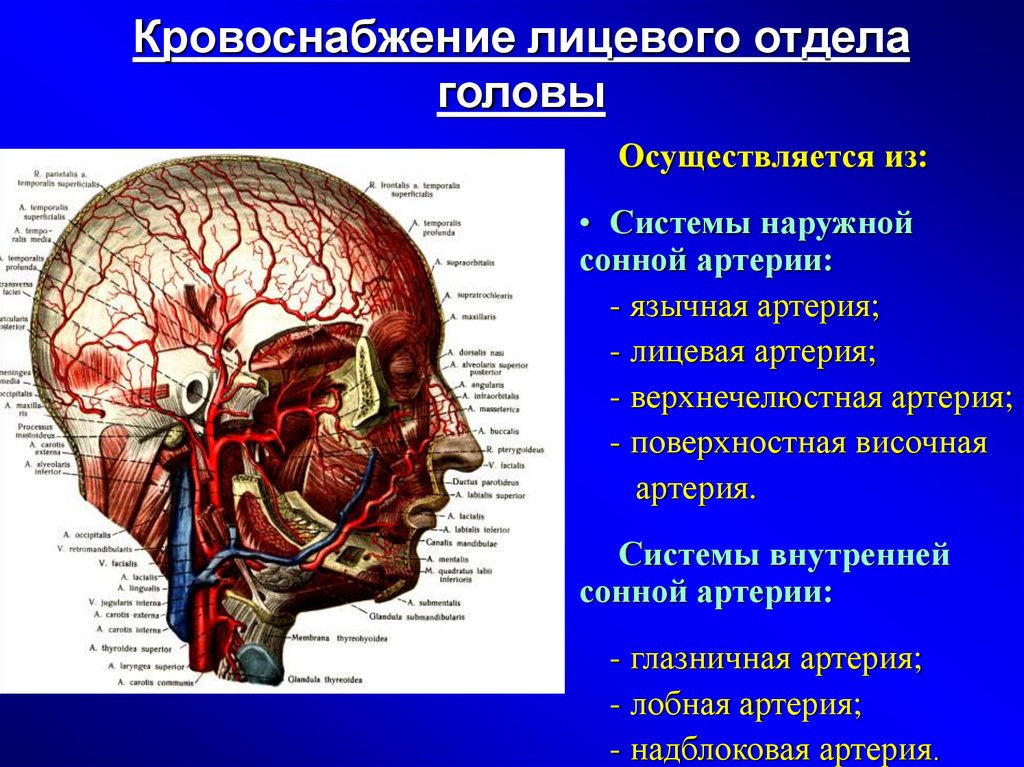 Мозговые артерии латынь. Кровоснабжение лицевого отдела. Кровоснабжение лицевого отдела черепа.