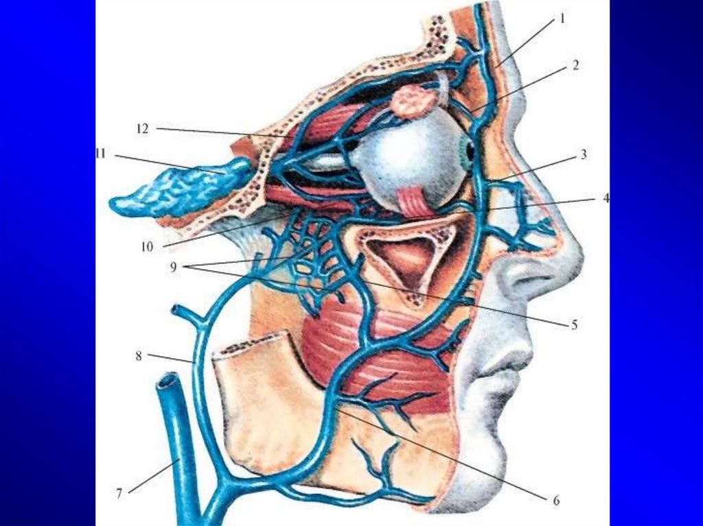 Нос и головной мозг. Яремные вены Вена анатомия. Внутренняя яремная Вена анатомия. Пещеристый синус яремная Вена.