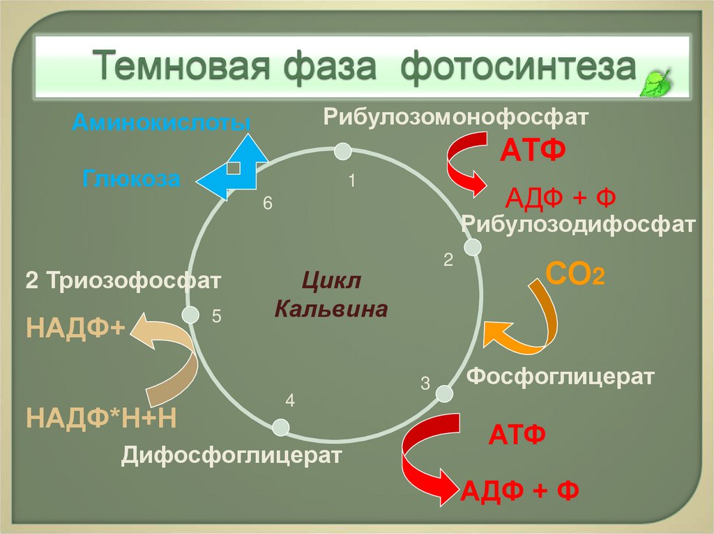 Фотосинтез протекает в 2 этапа