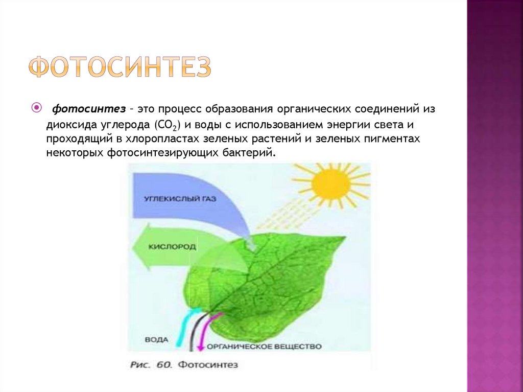 Сообщение на тему фотосинтез 6 класс. Мало воды хорошо или плохо для фотосинтеза.