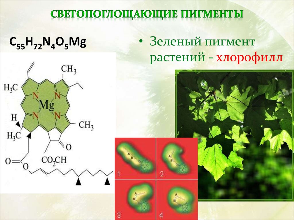 Пигмент хлорофилла содержится. Пигмент хлорофилл. Синтез хлорофилла. Хлорофилл в растениях. Растения без хлорофилла.