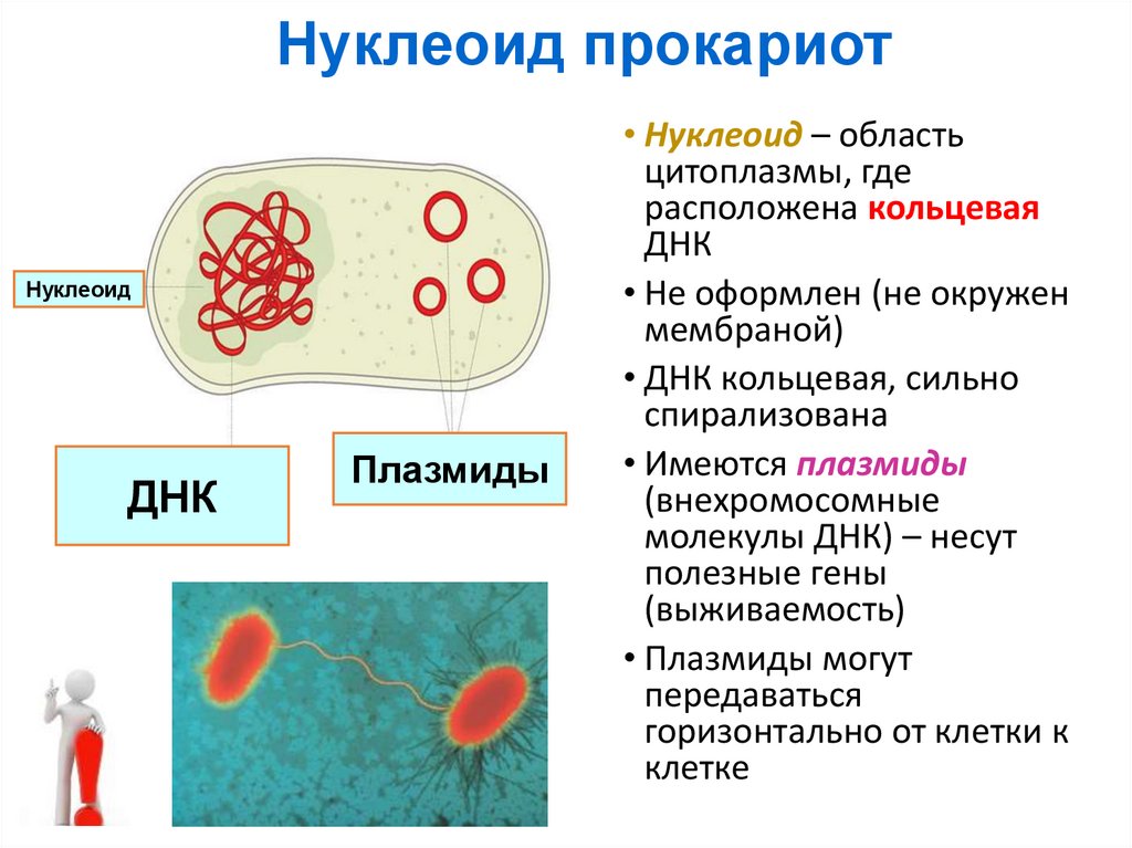 Прокариоты кольцевая днк. Нуклеоид в прокариотической клетке.