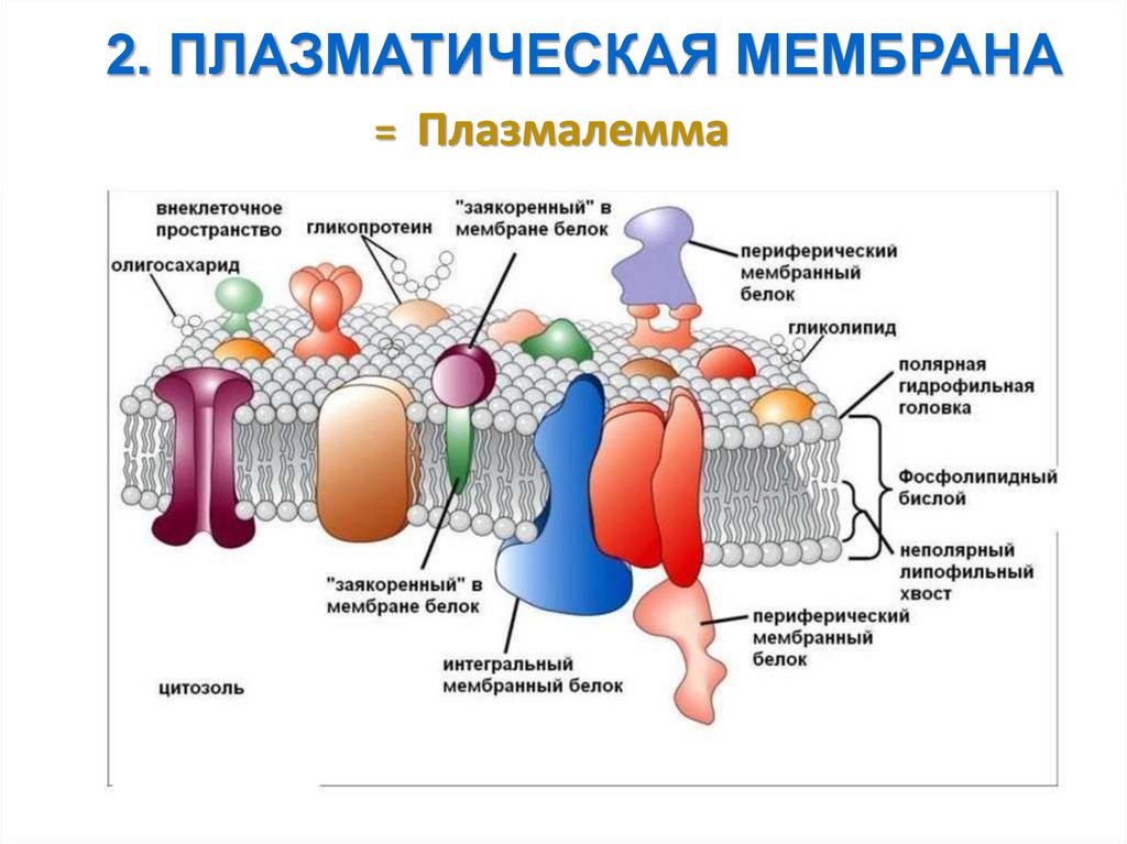 4 функция плазматической мембраны. Плазмалемма и мембрана. Плазматическая мембрана. Схематическое изображение плазматической мембраны. Строение плазматической мембраны.