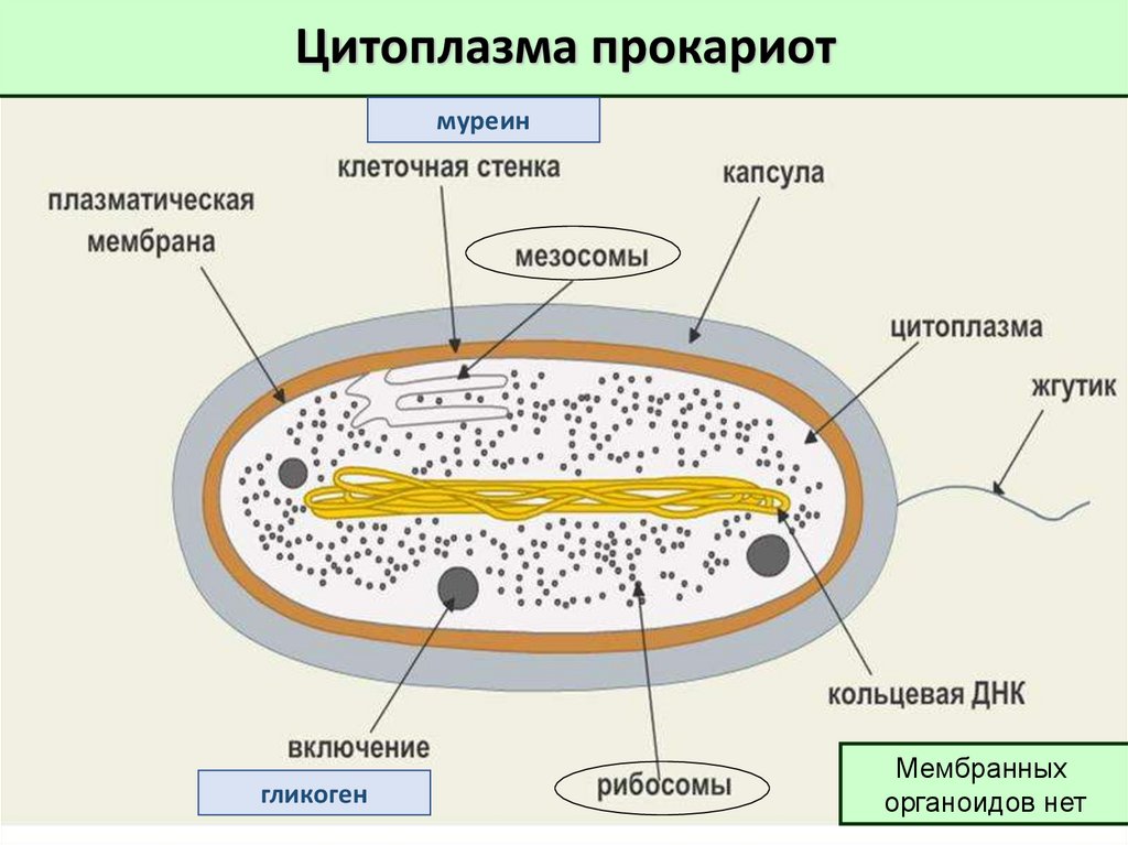 Имеет клеточную стенку из муреина. Клеточная стенка прокариот. Состав клеточной стенки прокариот. Муреиновая клеточная стенка у бактерий. Клеточные стенки прокариот муреин.