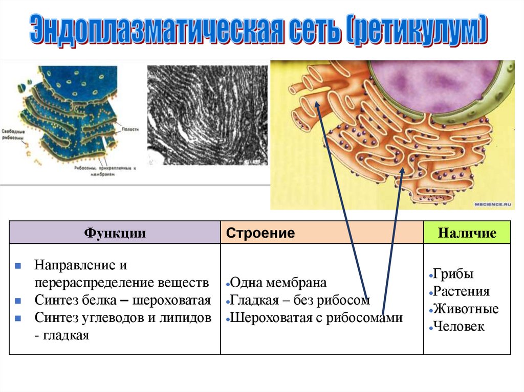 Эндоплазматическая сеть строение и функции. Эндоплазматический ретикулум строение и функции. Эндоплазматическая сеть ретикулум функции. Эндоплазматическая сеть ретикулум ее строение и функции. У растений есть эндоплазматическая сеть.