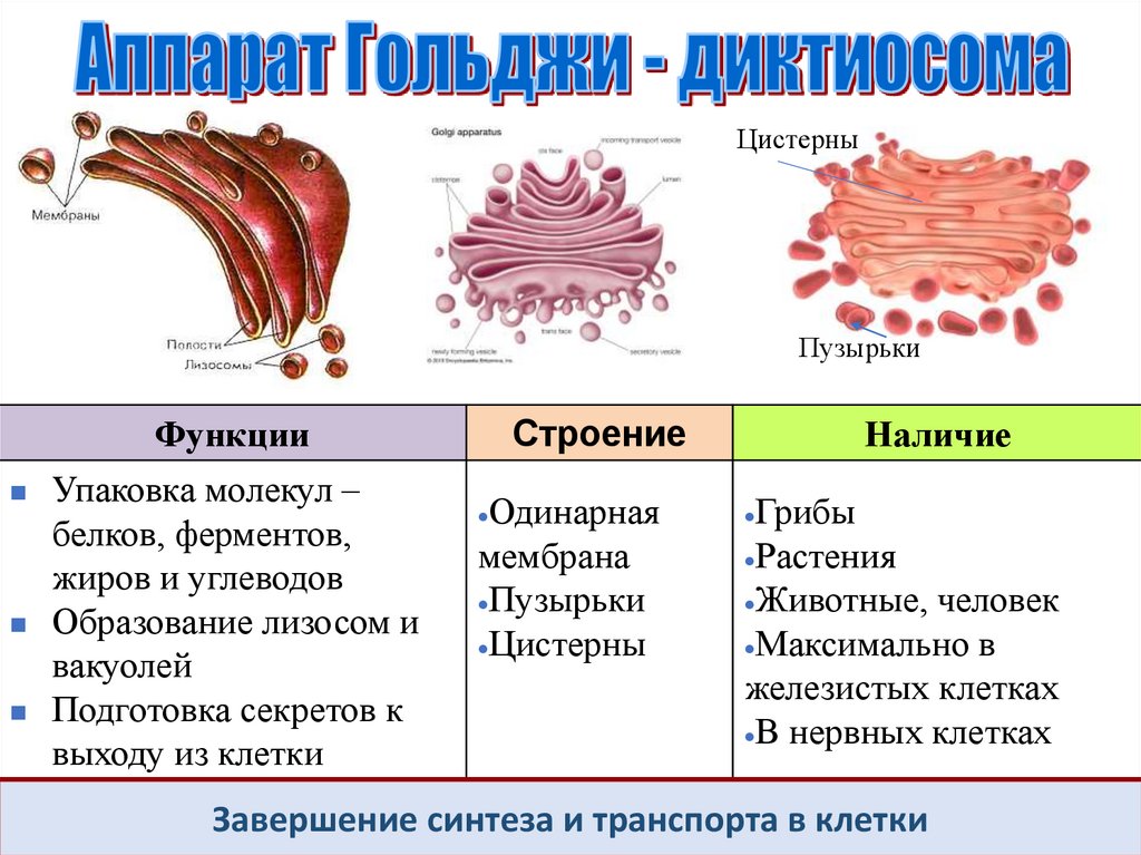 Гольджи ферменты