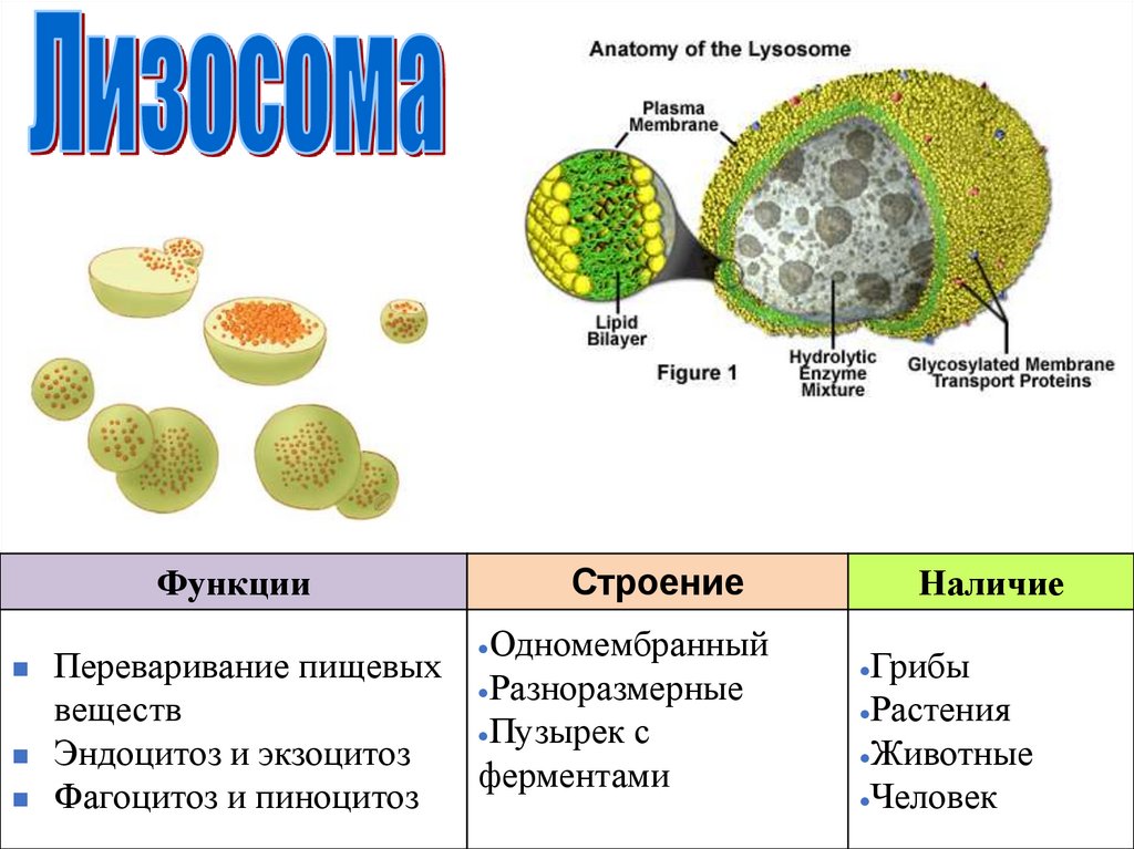 Лизосомы строение и функции. Строение лизосомы и ее функции таблица.