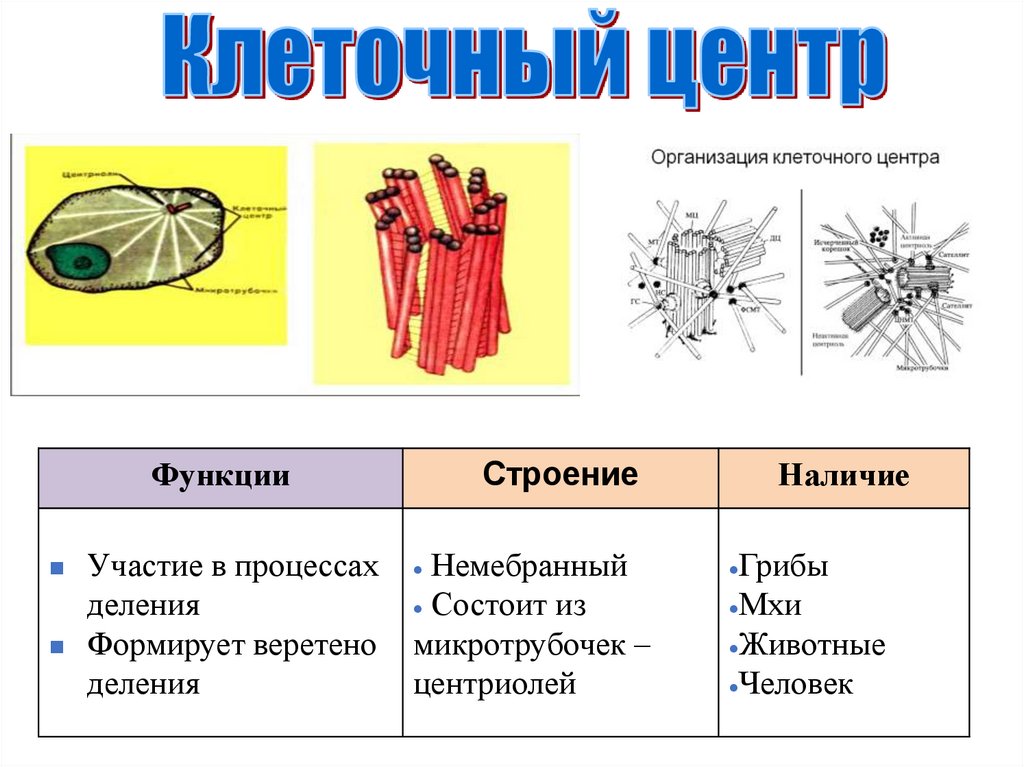 Структурная функция