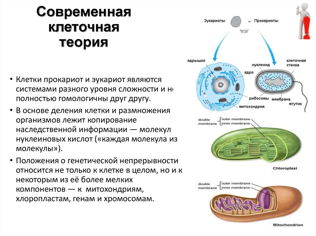 4 клеточная теория строения организмов