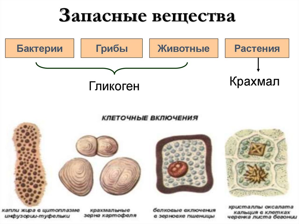 Микроорганизмов вещества. Запасное питательное вещество у бактерий. Запасные питательные вещества бактерий. Основное запасное вещество бактерий. Запасное питательное вещество бактериальной клетки.