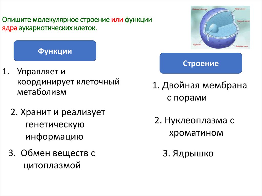 Уровень ядра функции. Охарактеризуйте молекулярную структуру хромосом. Охарактеризуйте молекулярный. Ядерная пластинка функции. Основные функции ядра ЕГЭ.