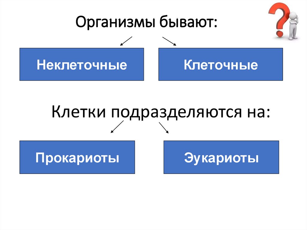 Какие бывают организмы