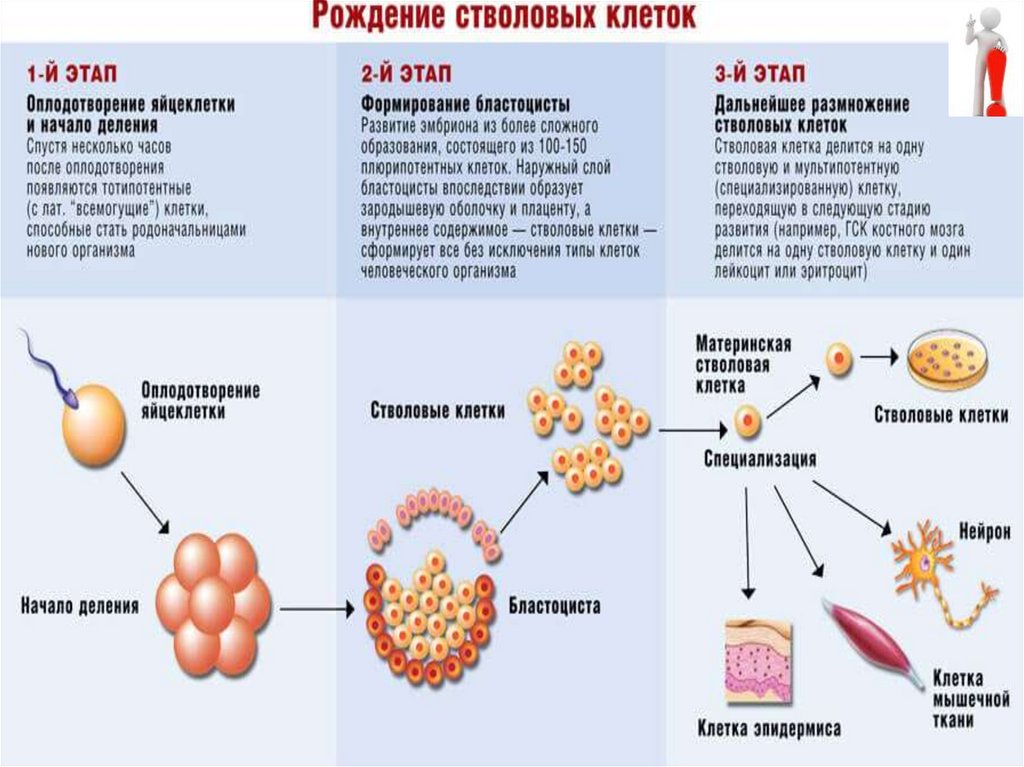 Стволовые клетки презентация