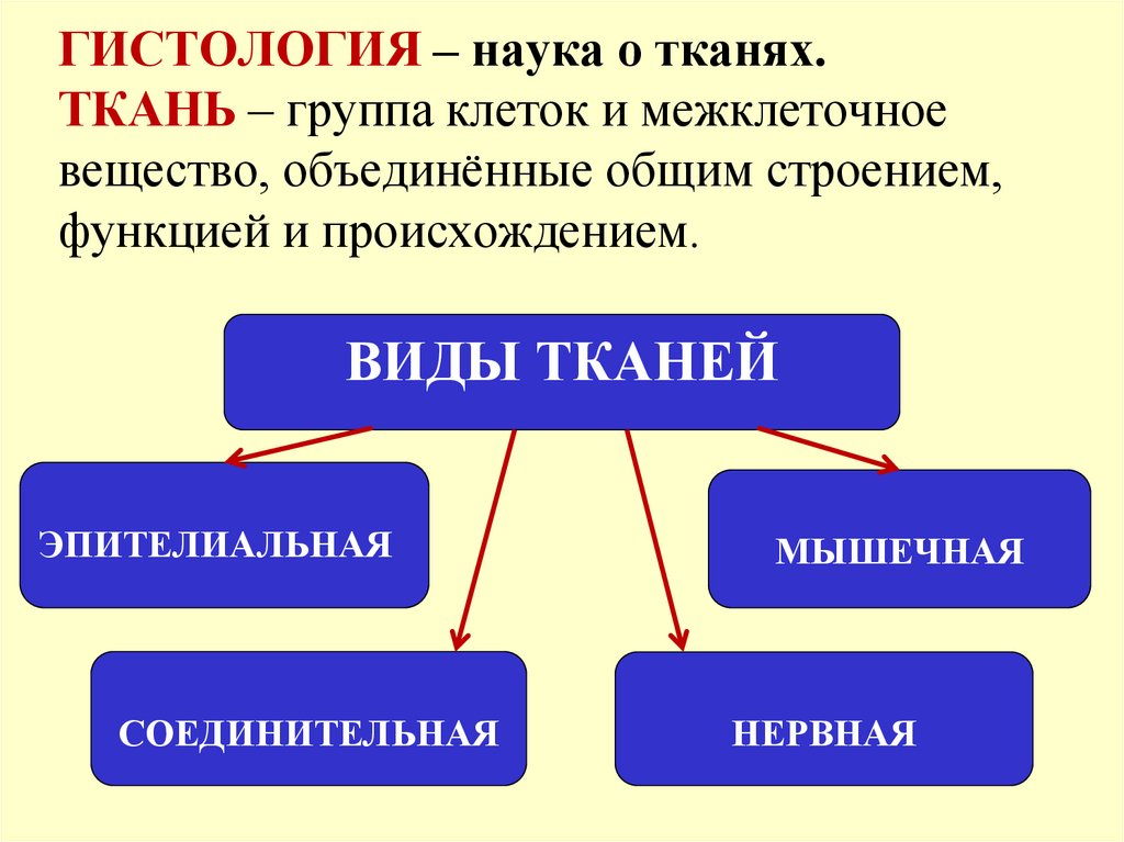 Группы клеток. Гистология наука о тканях. Группу клеток и межклеточного вещества Объединенных общим строением. Ткань это группа клеток и межклеточное вещество Объединенные. Ткани группы и Объединённые общим.